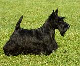 Scottish Terrier 9T065D-073